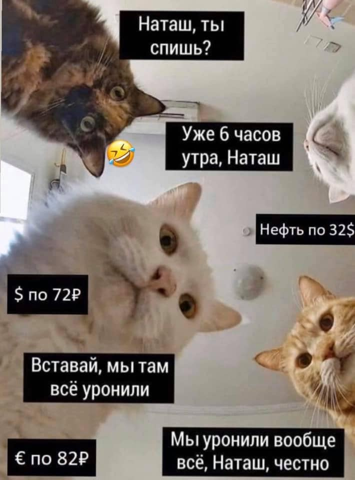 Куда же без мемов с котиками Куда же без мемов с котиками