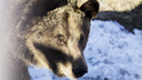 «Будьте настороже»: в Ярославской области проснувшийся медведь может прийти к людям
