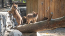 В Новосибирском зоопарке родились шесть красных волчат — публикуем милые снимки