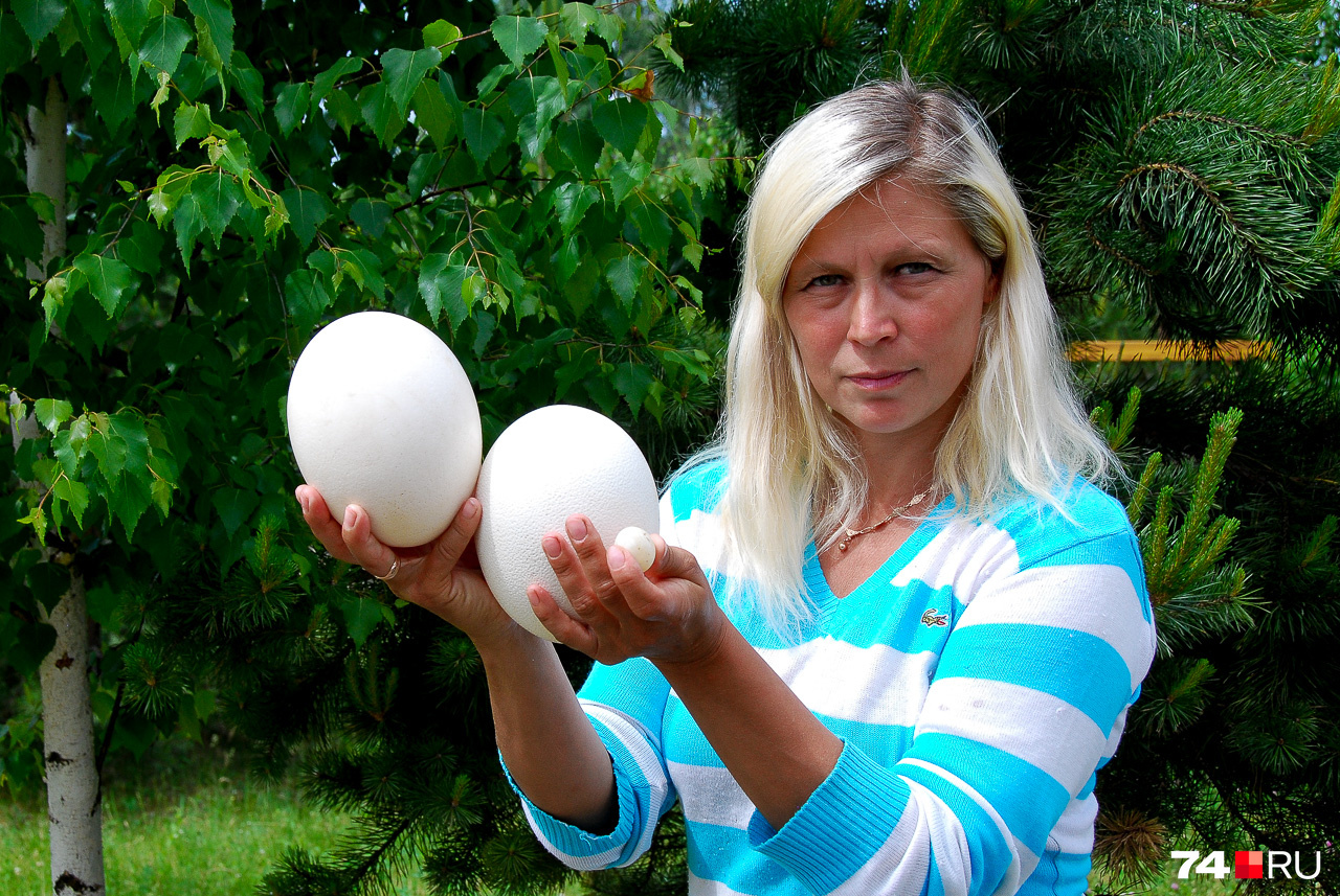 Страусиные яйца весят до 1,5 килограмма (бывают и больше), и из каждого готовится омлет на 12 человек. Можно поместить в инкубатор и вырастить страусёнка, но Елена этим не занимается — есть специальные фермы