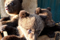 «Мамку, скорее всего, убили»: Карену Даллакяну привезли троих брошенных медвежат