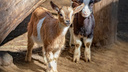 В зоопарке Новосибирска родились малыши — лосята, оленята и козлята. Вот их первые фото
