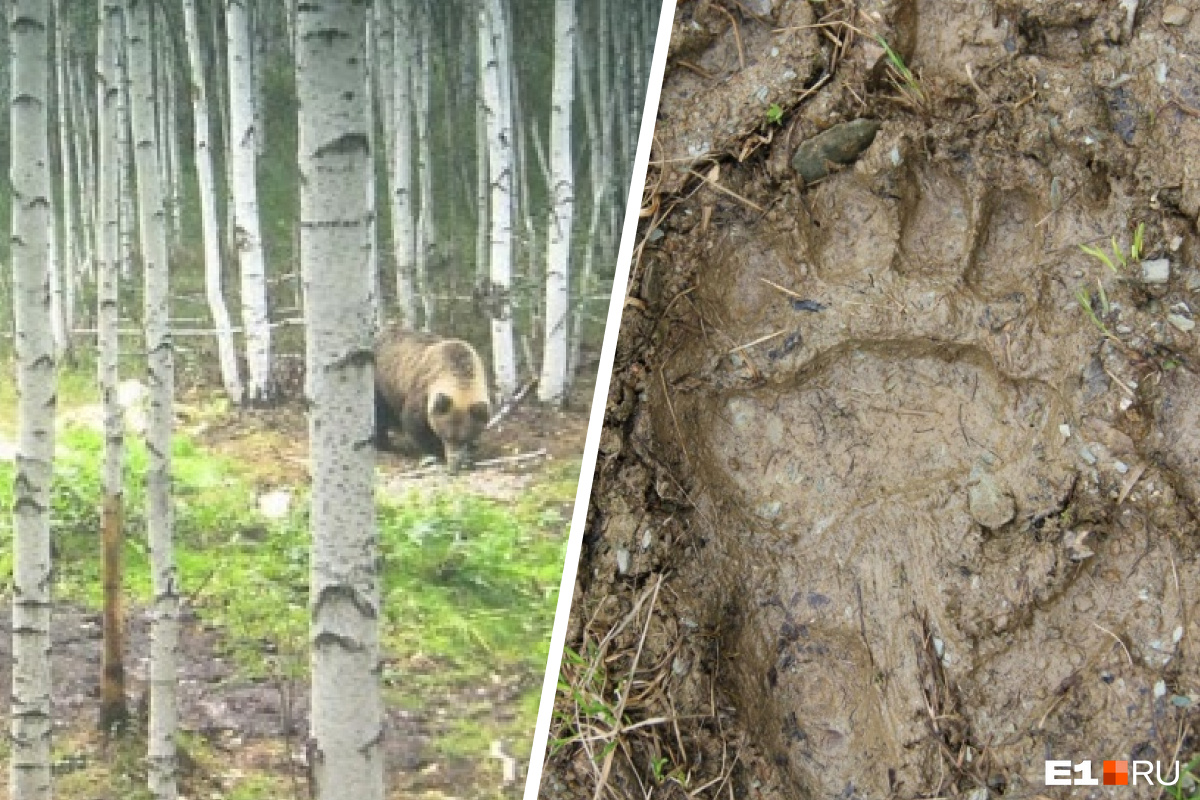 У просеки никитич осторожно выглянул из чащи. Медведь в Уральском лесу. Медведь ломает дерево.