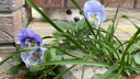 В Новосибирске внезапно распустились цветы — 8 фото, которые заставят вас тосковать по весне