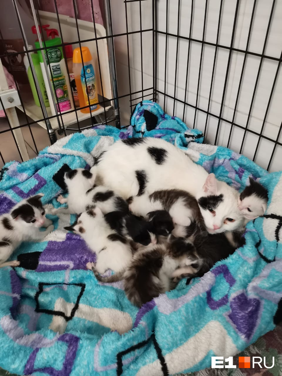 Несколько кошек оказались беременными