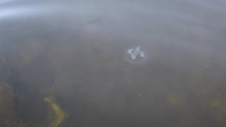 В Дзержинске сняли на видео медуз в водоеме. Мы узнали, откуда они там взялись