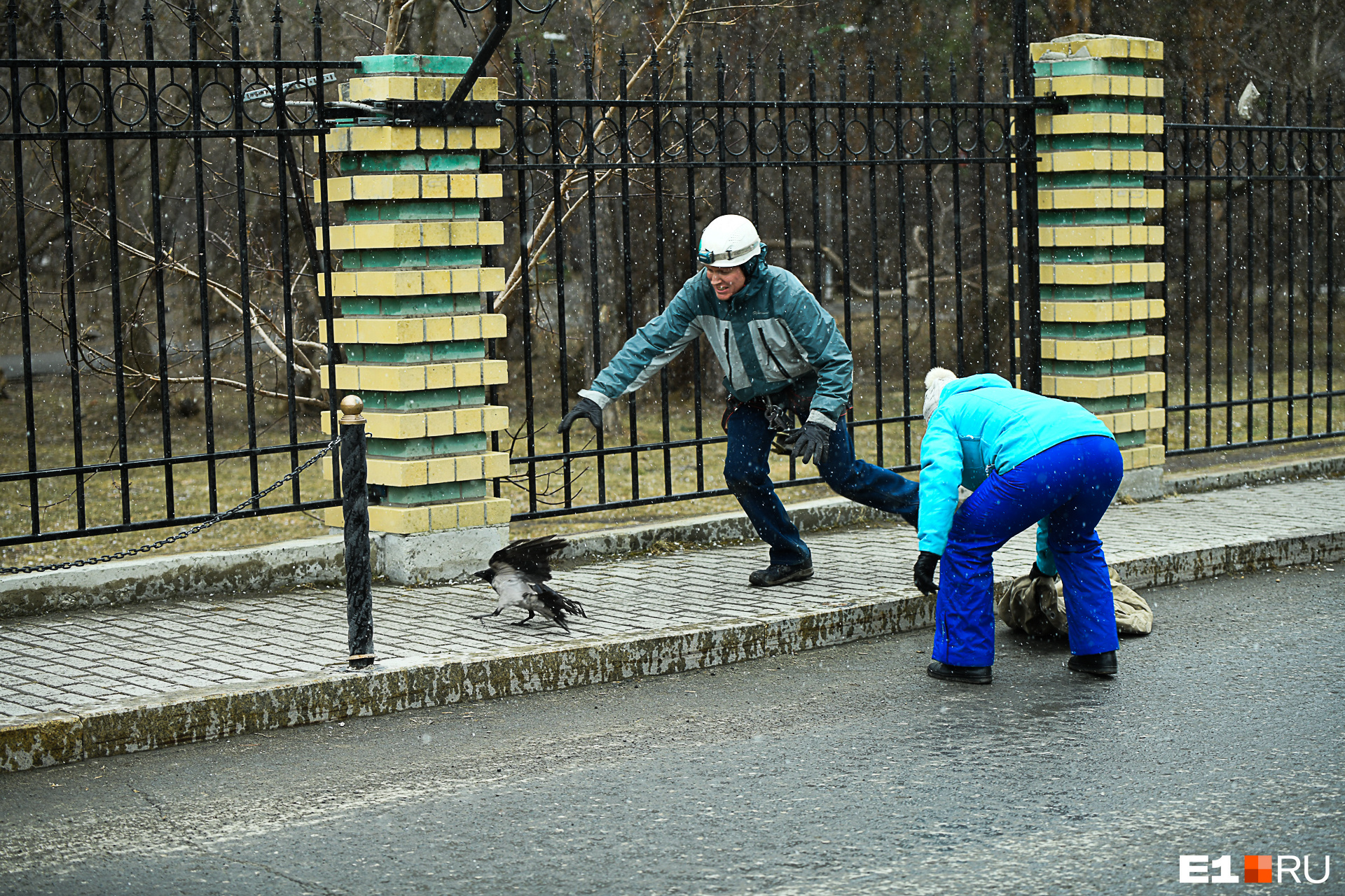 Птицы застряли в заборе. Перелазит забор. Спасение вороны Екатеринбург. Лиса лезет через забор. Видео ограждений