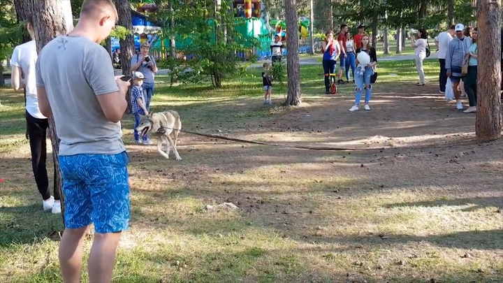Глава Следственного комитета России потребовал разобраться со скандальным зверинцем, гуляющим в парке Челябинска