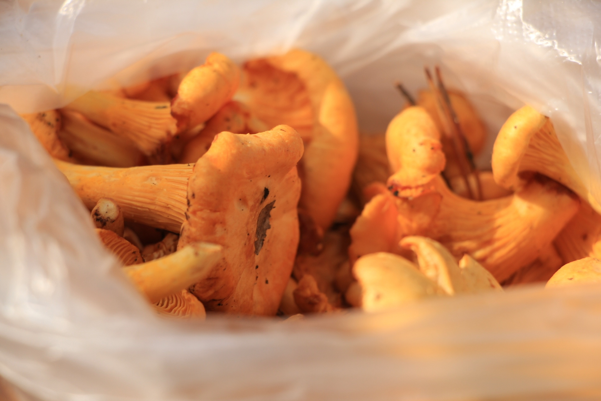 Эти вкусные рыжие грибы можно добавлять в пасту и в ризотто, мариновать, жарить с картошкой или готовить из них сливочный соус