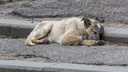 Волгоградцы спасают одинокую собаку, застрявшую под ларьком