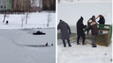 Депутат из Новосибирска на надувном матрасе пытался спасти застрявшую на озере утку