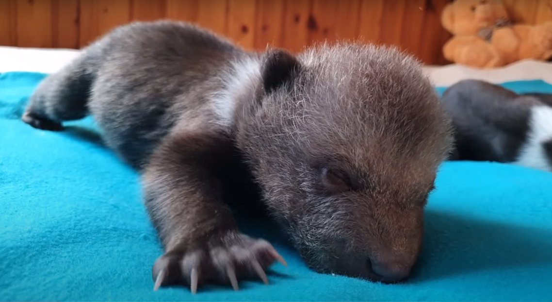 Маша. Кадр из видео в YouTube-канале&nbsp;Russia Baby Bear Rescue