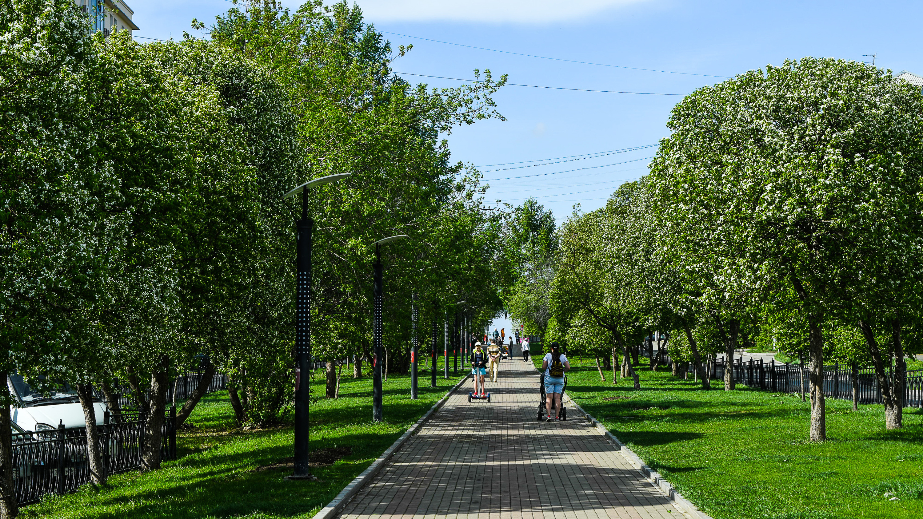 Жизнь деревьев в городе. Деревья в городе. Зеленые деревья город. Деревья Екатеринбурга. Деревья в городе Новосибирске.