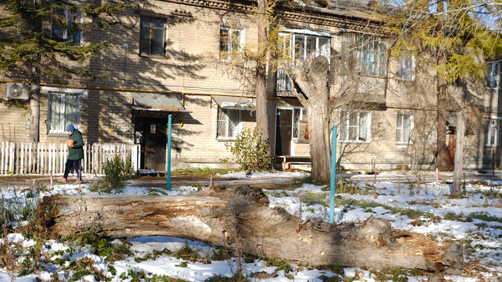 Падение дерева на школьницу в Челябинске переросло в уголовное дело о халатности