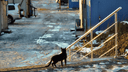 Солнце, лужи и даже мартовские коты: в Архангельск после снегопада пришла весенняя погода