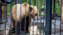 Новосибирский зоопарк задумал построить вольеры для бурых и гималайских медведей