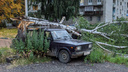 Прямо на автомобили: в Ярославле ветром повалило деревья