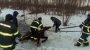 В Архангельске спасатели вытащили из ледяной воды коня: видео, снятое в сложнейший момент