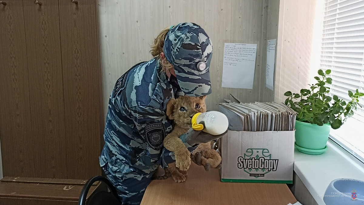 В кинологическом центре котенка покормили из детской бутылочки В кинологическом центре котенка покормили из детской бутылочки