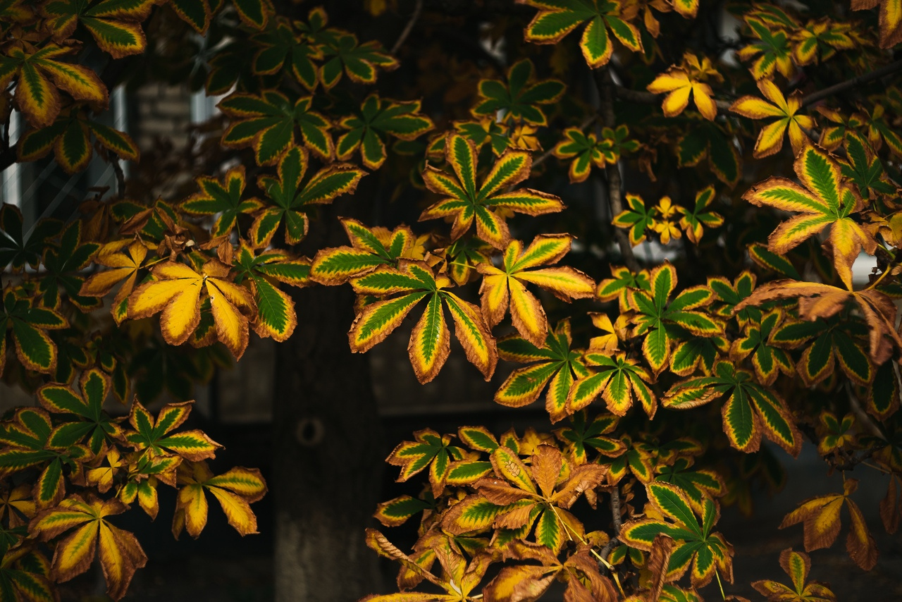 Осень постепенно маленькими каплями раскрашивает деревья