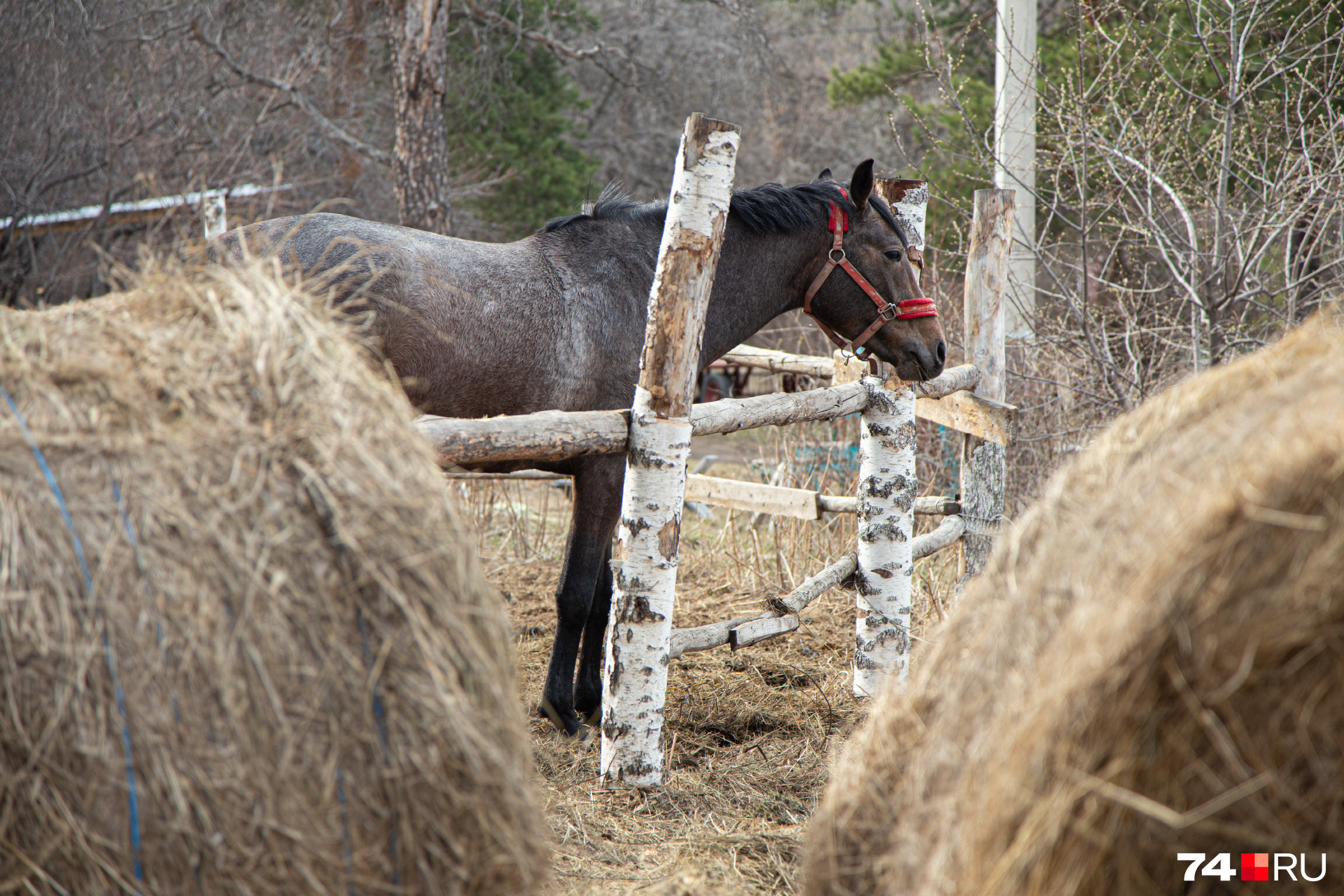 На время самоизоляции кони остались без морковки и других знаков внимания от маленьких наездников