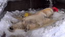 В Новосибирском зоопарке заполняют бассейны для белых медведей — реакция одного из них попала на видео
