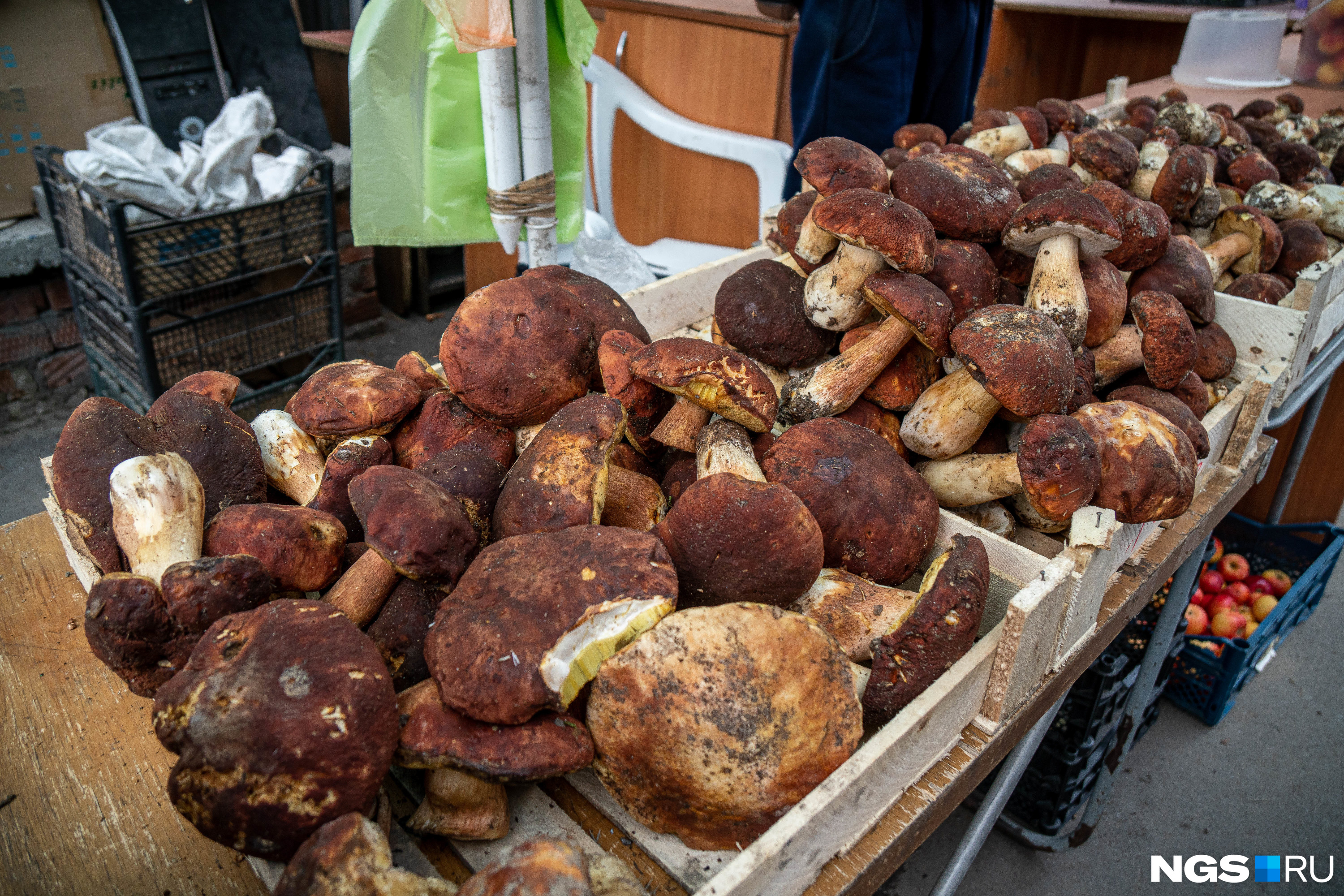 Придется подождать: где собирать белые грибы в Новосибирской области и как правильно это делать