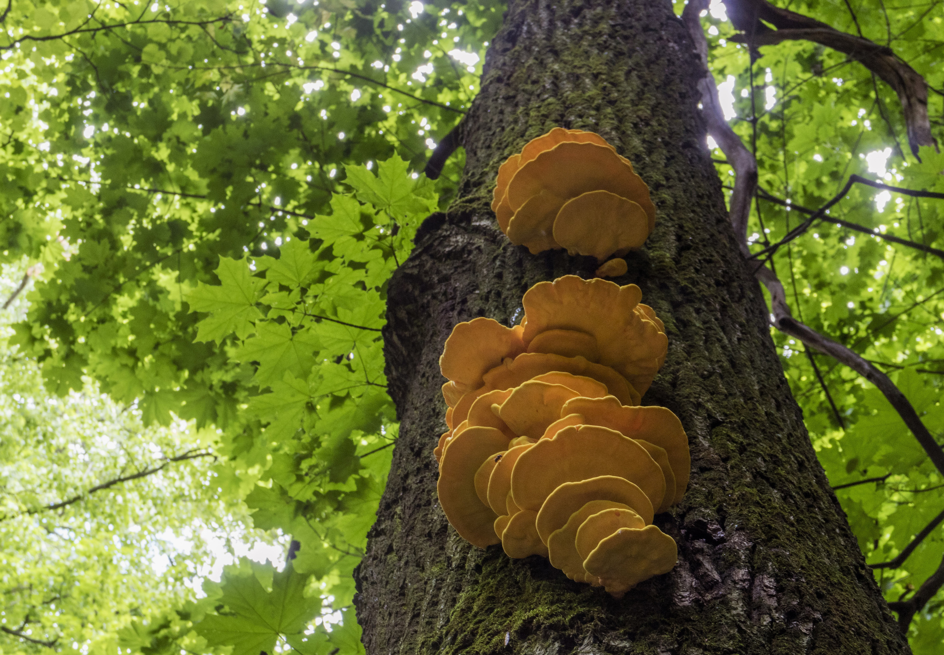 Трутовые грибы растут на древесине