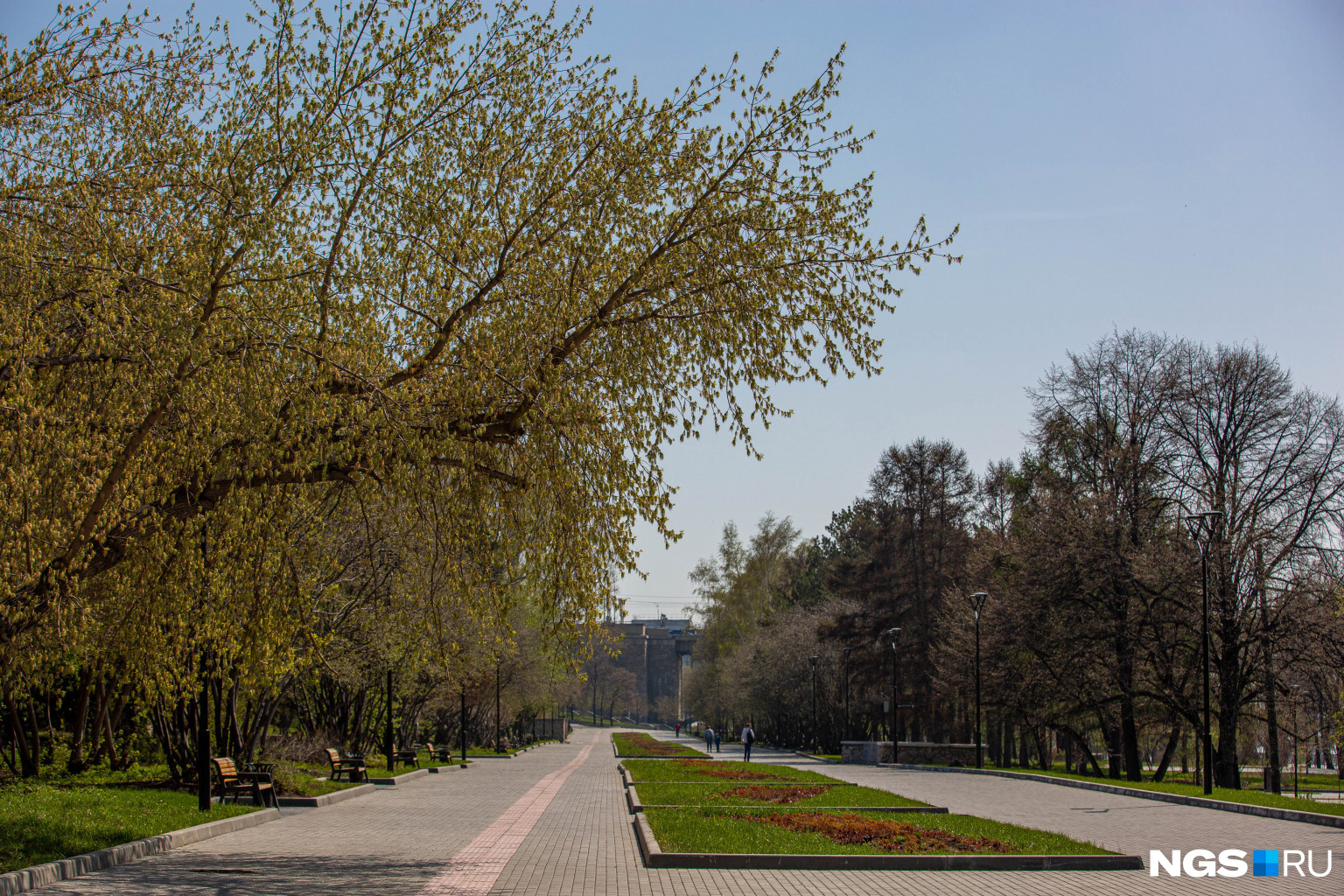 Город пришла. Зелёный город Новосибирск. Весна пришла в парке. Парк Кирова Новосибирск зеленая стена. Весны 10.