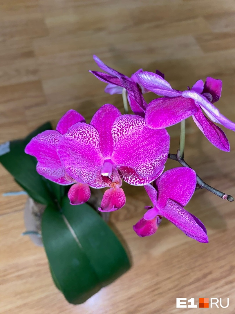 Орхидея — таких много в этой подборке