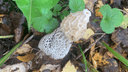 Новосибирцы нашли в лесу гриб необычной и интригующей формы — показываем фото
