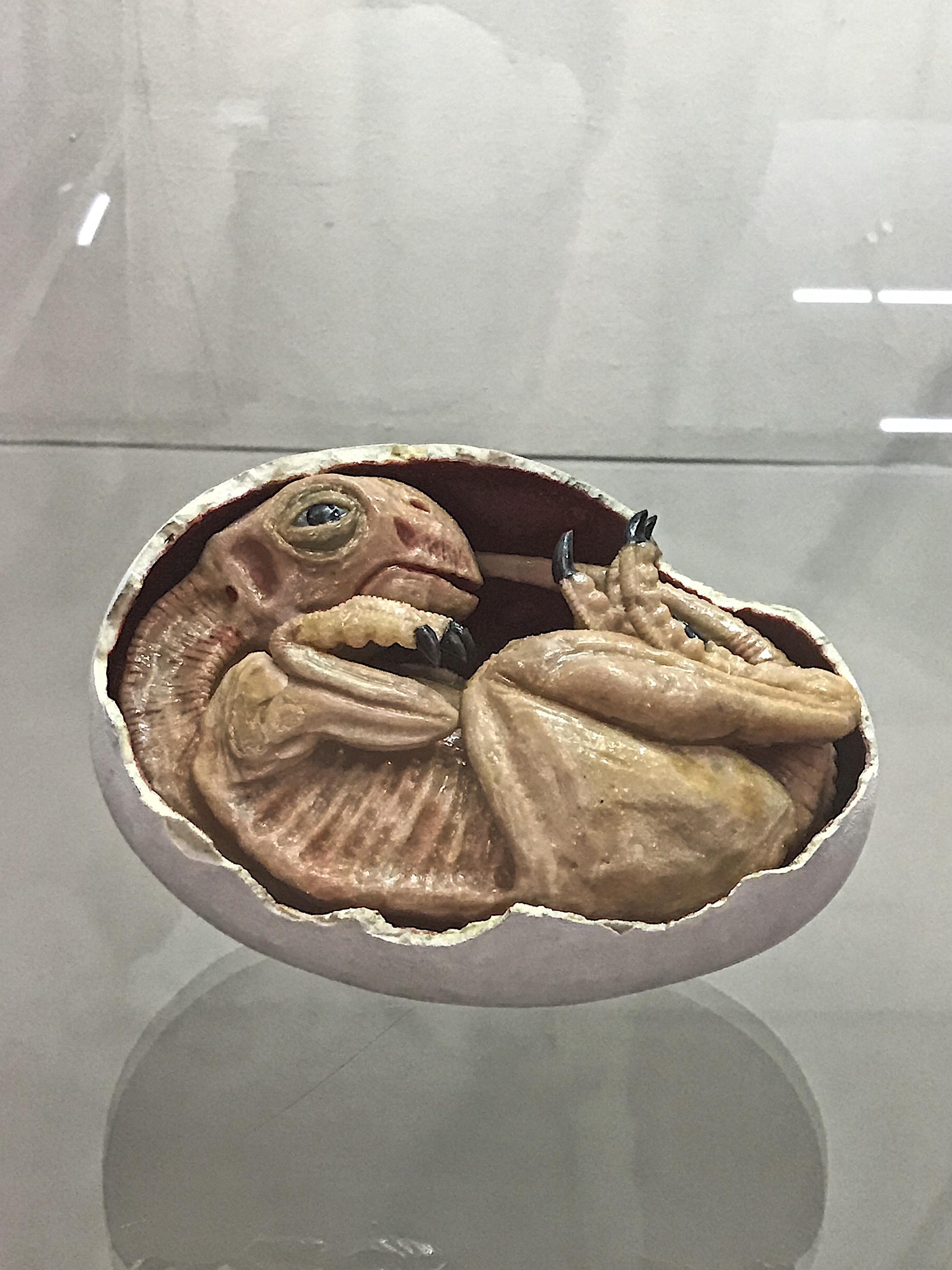 Еще немного пугающего. Это модель эмбриона овираптора, которую подарил музею признанный специалист по вымершим акулам Урала и Казахстана