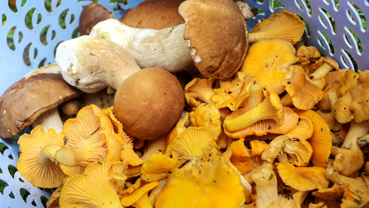 В этом году уже 11 нижегородцев отравились грибами