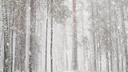 В Академгородок пришла зима. Жители лепят снежки, а животные радуются внезапным сугробам — 10 милых фото