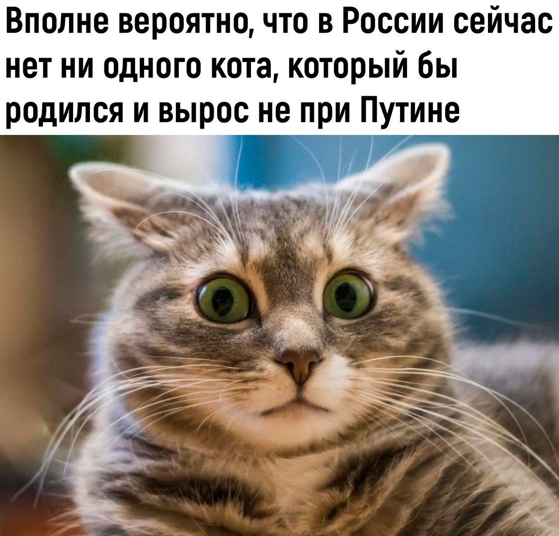 Тот самый мем. Оказывается, есть еще коты, родившиеся до Путина 