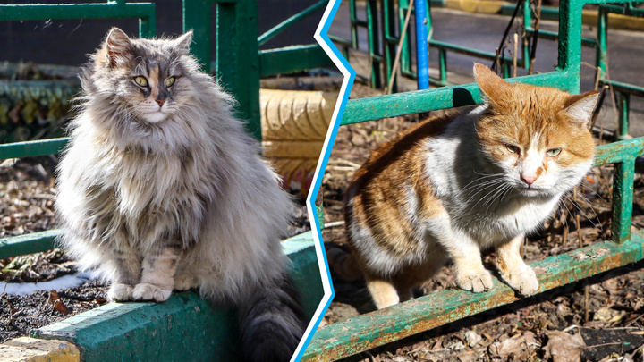 Котовирус: фотоподборка котов, котиков и котищ с улиц Нижнего Новгорода