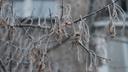 В Новосибирске начинается официальная зима: какой будет погода в первый день декабря