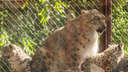 Пытались спасти в течение месяца: в пермском зоопарке умерла самка снежного барса