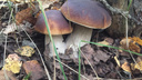 Несут вёдрами: ярославцы показали, какие грибы сейчас можно собирать