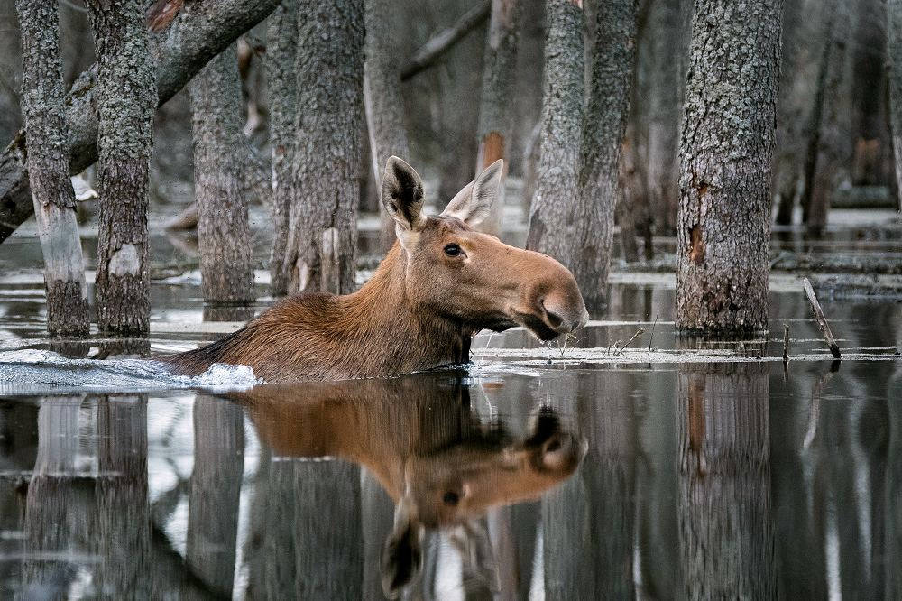 «Плывущий по лесу». Эта работа фотографа из Смоленска Д. Вилюнова получила главный приз конкурса