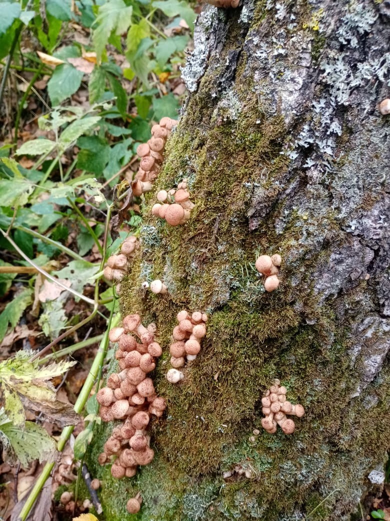 В Пашино можно было найти вот такие симпатичные грибочки