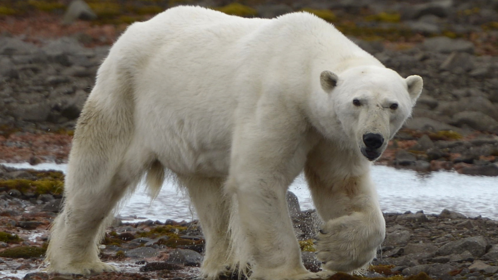 «До височной артерии не хватило сантиметра»: сотрудник «Русской Арктики» — о нападении белого медведя