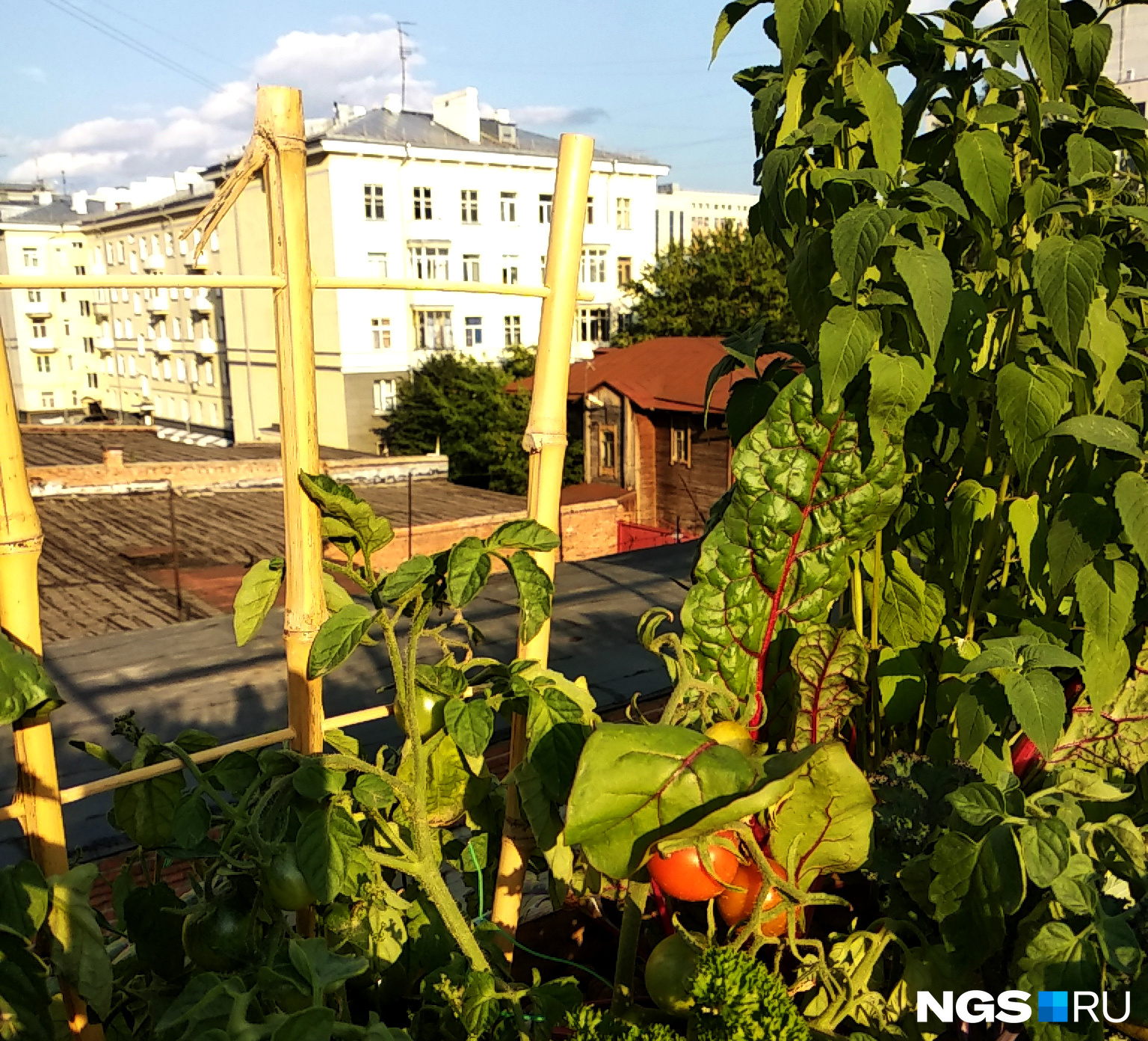 В зеленой изгороди полно хрустящего салата и уже созревают помидорки черри В зеленой изгороди полно хрустящего салата и уже созревают помидорки черри