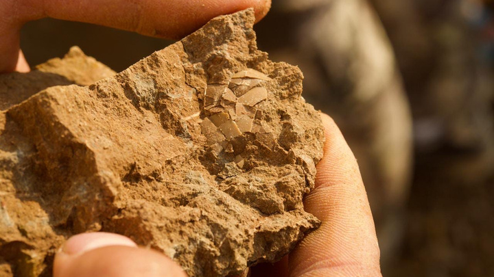 Ученые нашли в Кузбассе редкое яйцо динозавра, его возраст — 125 миллионов лет