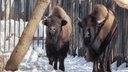 В Новосибирском зоопарке впервые появились бизоны — их доставили грузовиком из Якутии