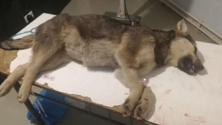 Ветеринары оказались бессильны: сбитая внедорожником собака умерла