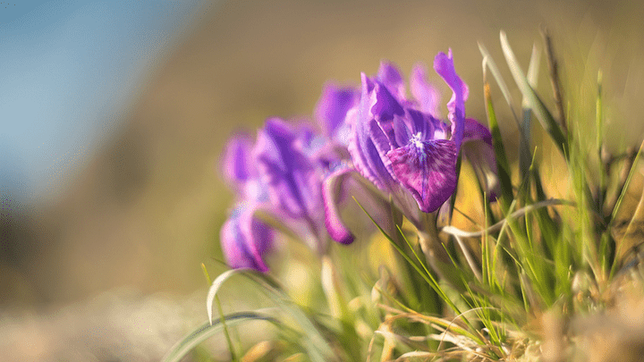 В Ергаках из-за ранней весны зацвел очень редкий и красивый цветок
