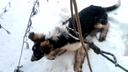 Вытащили — начала есть снег: на Уралмаше спасли собачку, рухнувшую в двухметровую яму на кладбище