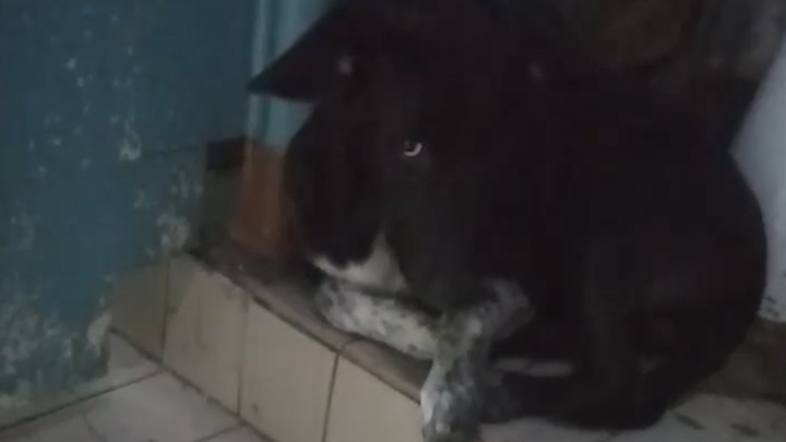 Бездомный пес оккупировал туалет общежития на Мичурина
