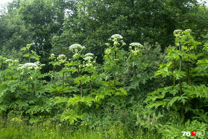 Пиканы фото крупным планом